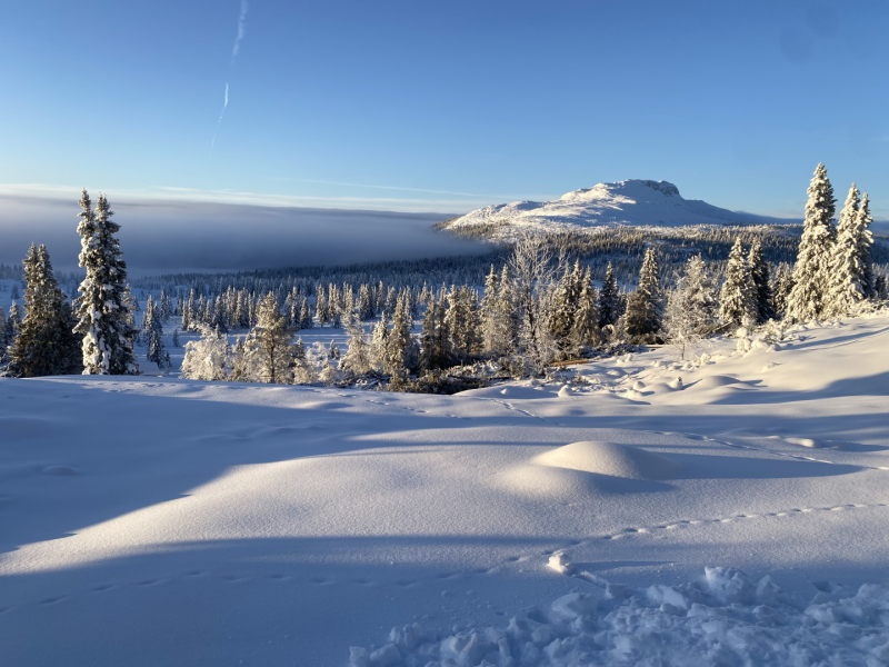 Program Februar 2026